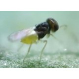 蚜小蜂
